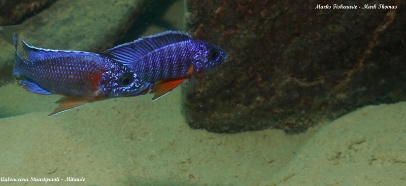 Aulonocara stuartgranti 'Mitande Reef (Rocks)'